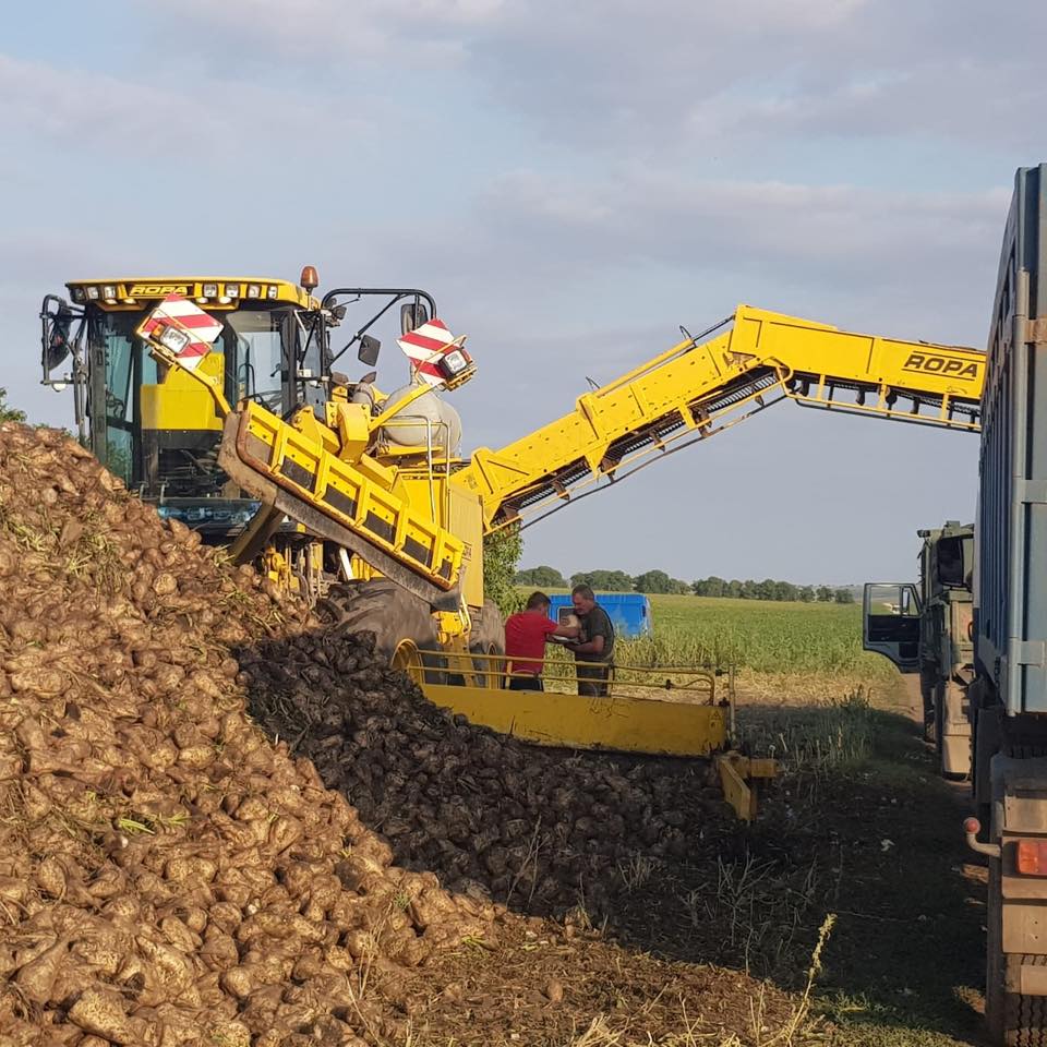 Agro-SZM: стабильно высокие показатели выращивания свеклы - Suedzucker